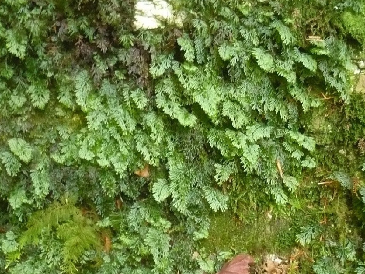 Hymenophyllum tunbrigense (Hymenophyllaceae)